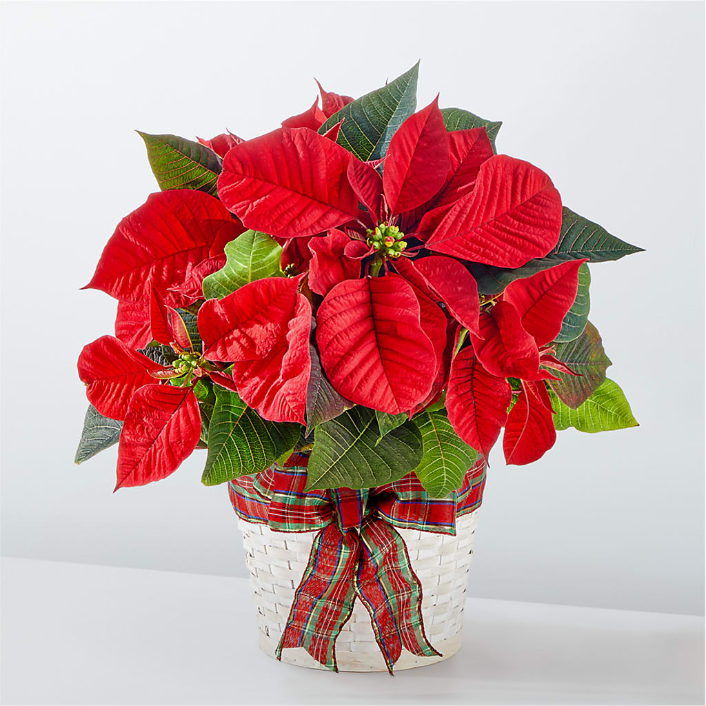 Happiest Holidays Poinsettia – All City Florist Inc, Melbourne FL