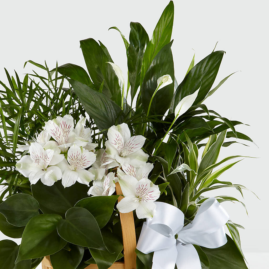 Peace & Serenity Dishgarden – All City Florist Inc, Melbourne FL