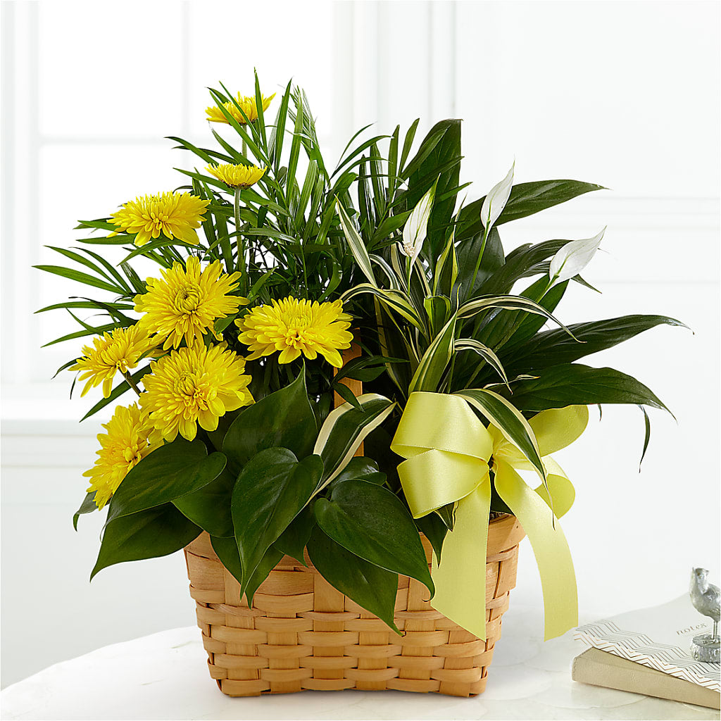 Loving Light Dishgarden – All City Florist Inc, Melbourne FL
