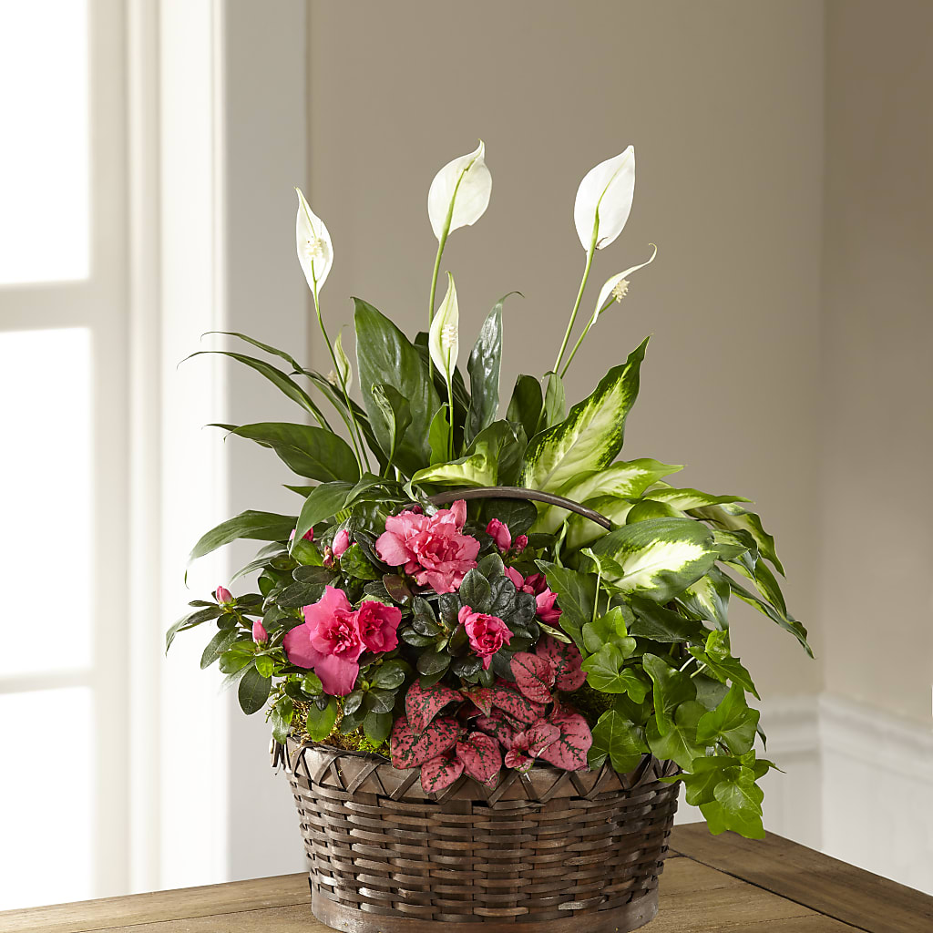 Dream in Pink Dishgarden – All City Florist Inc, Melbourne FL