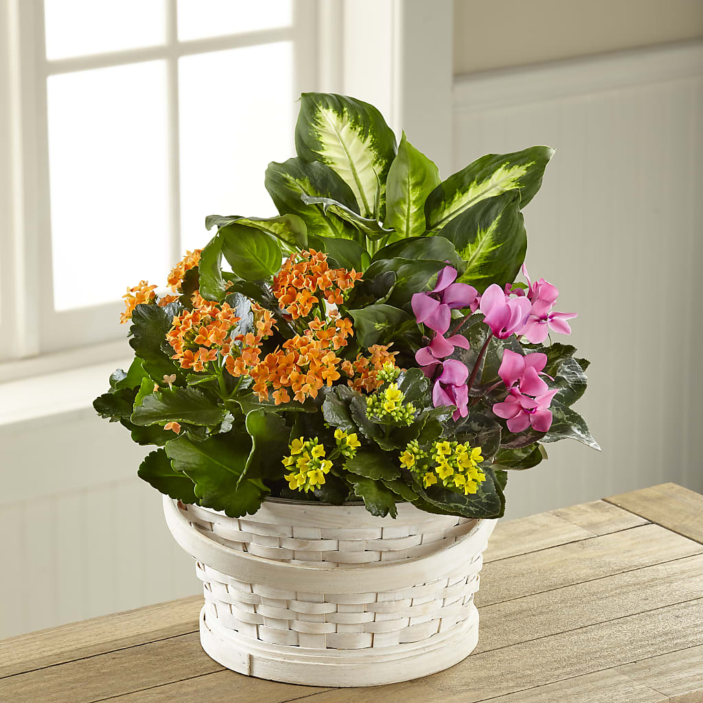 Color Crush Dishgarden – All City Florist Inc, Melbourne FL