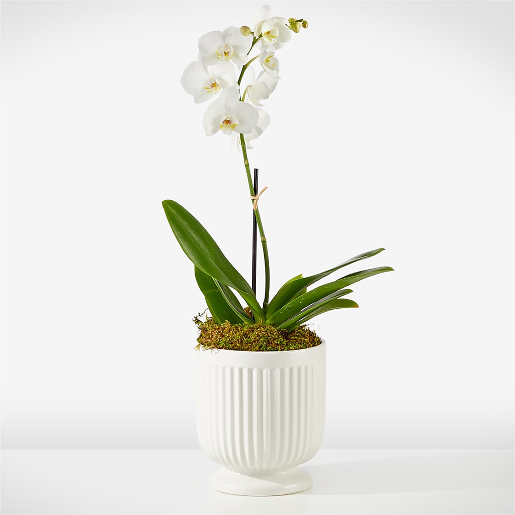 Whispering White Orchid – All City Florist Inc, Melbourne FL