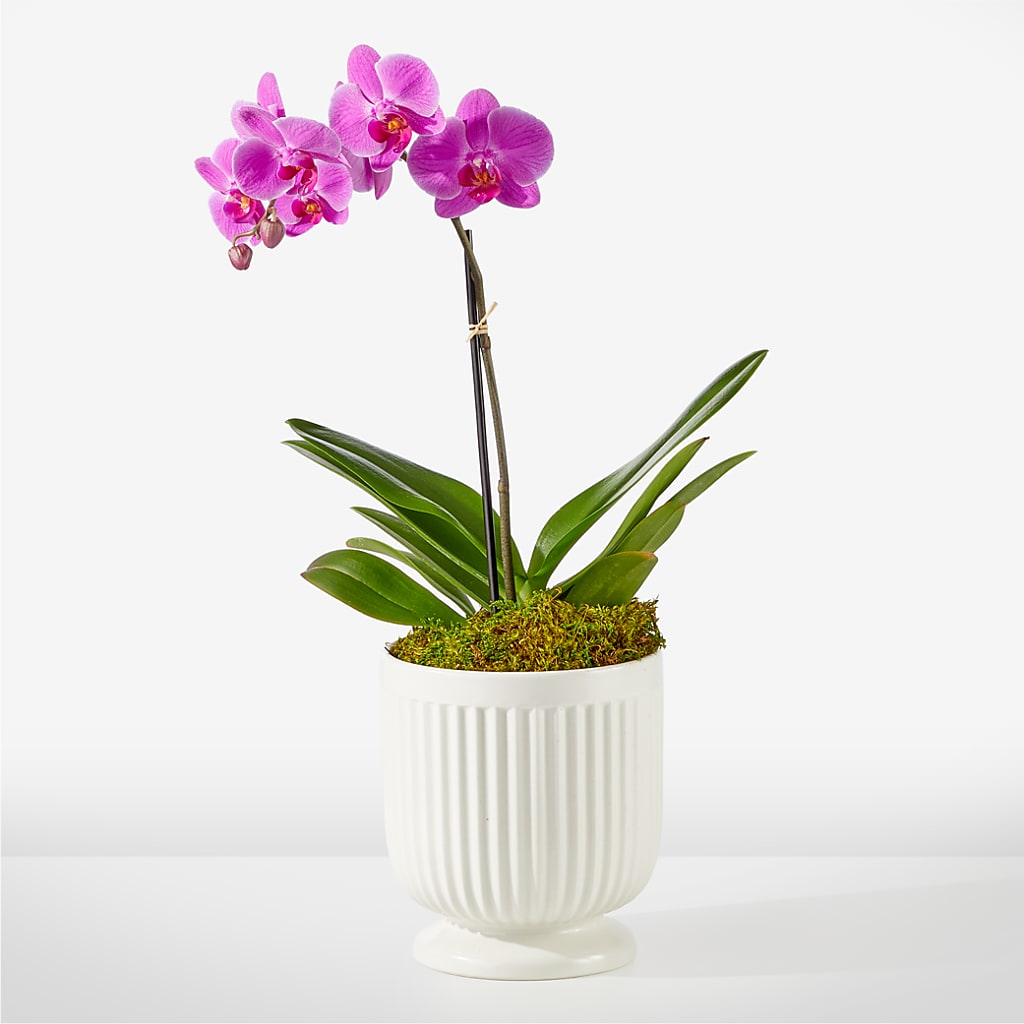 Friendly Fuchsia Orchid – All City Florist Inc, Melbourne FL