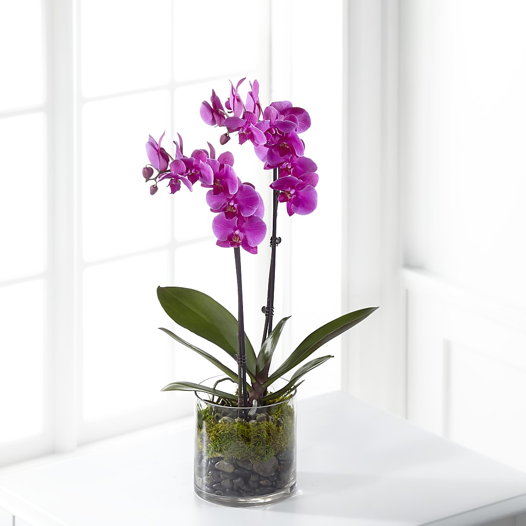 Pink Orchid Plant – All City Florist Inc, Melbourne FL