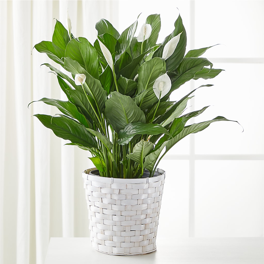 A New Leaf Peace Lily – All City Florist Inc, Melbourne FL