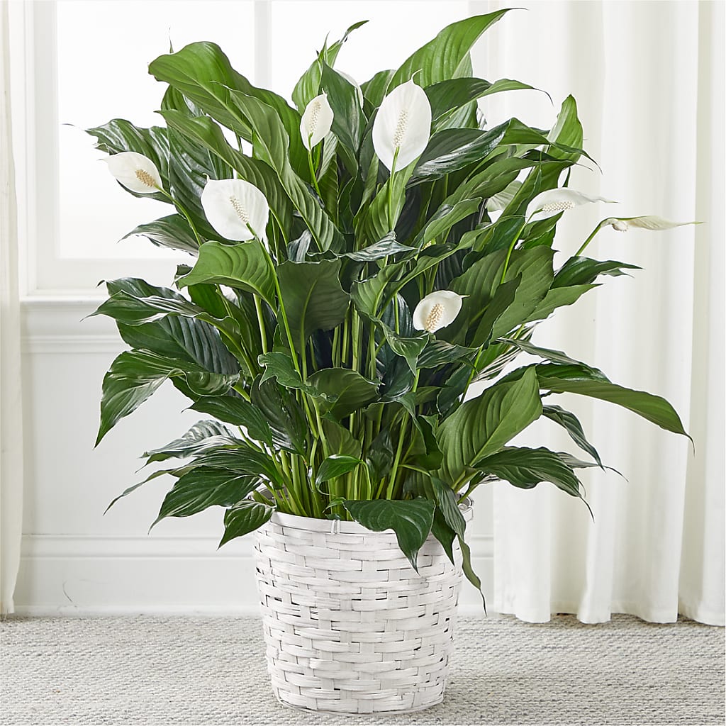A New Leaf Peace Lily – All City Florist Inc, Melbourne FL