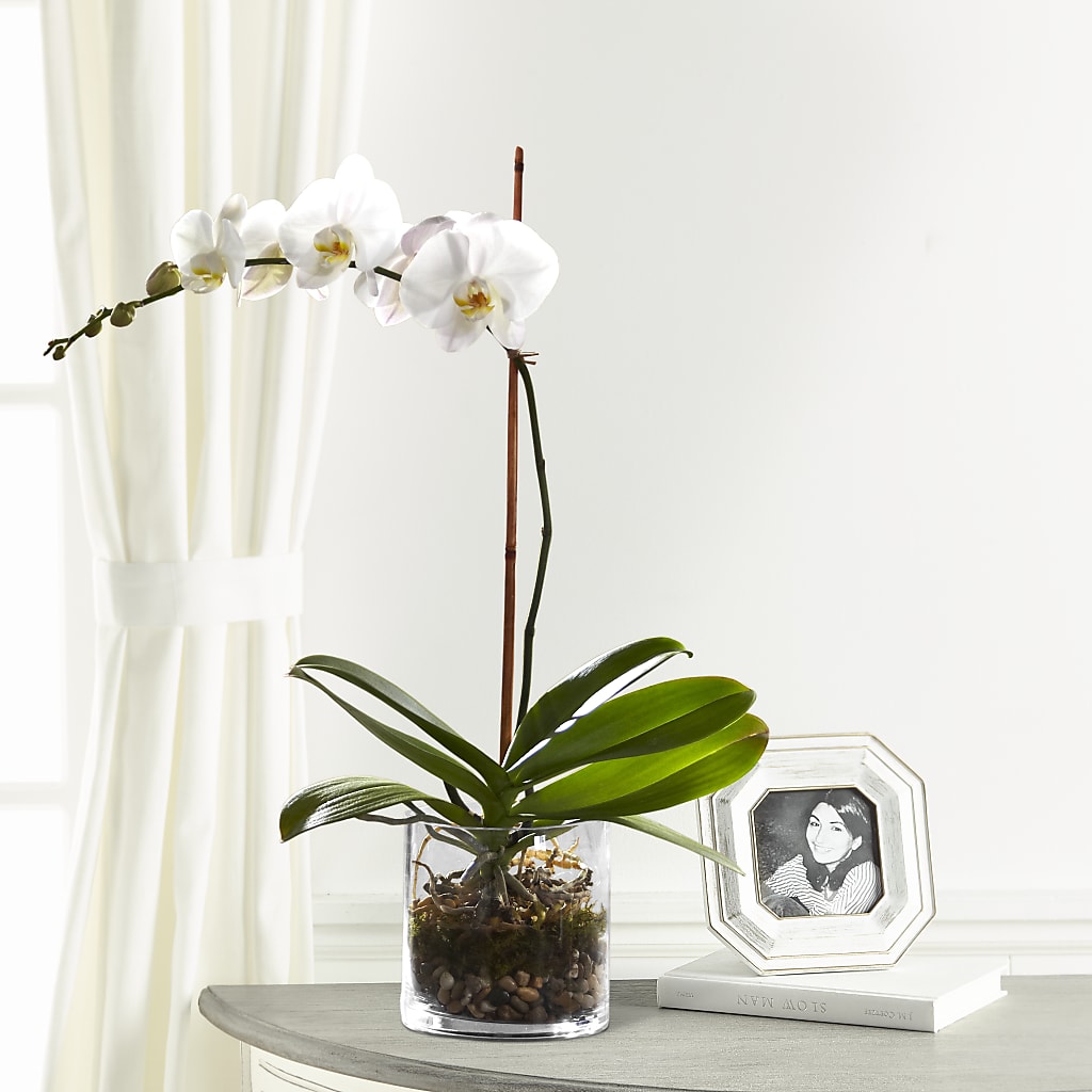 White Orchid Planter – All City Florist Inc, Melbourne FL