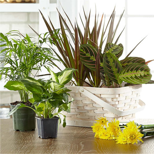 Florist Designed Blooming and Green Plants in a Basket –  All City Florist Inc, Melbourne FL