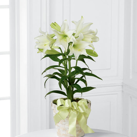 Easter Lily Plant –  All City Florist Inc, Melbourne FL