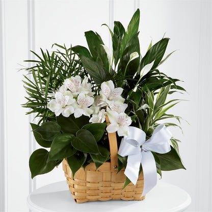 Peace & Serenity Dishgarden –  All City Florist Inc, Melbourne FL