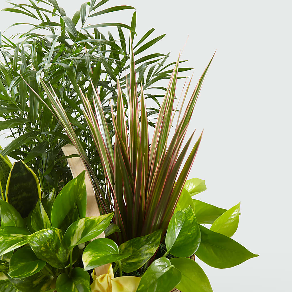 French Garden –  All City Florist Inc, Melbourne FL