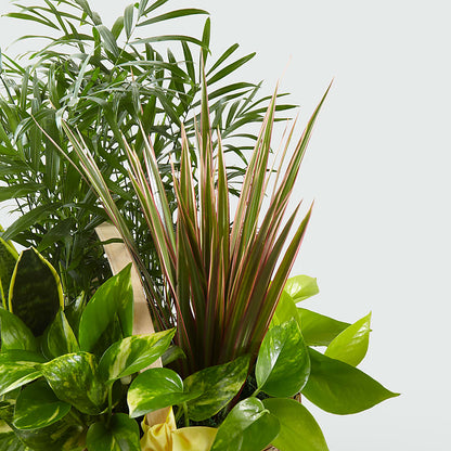 French Garden –  All City Florist Inc, Melbourne FL
