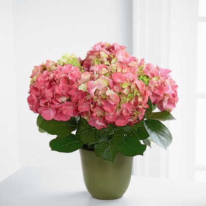 Pink Hydrangea Planter –  All City Florist Inc, Melbourne FL