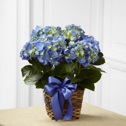 Blue Hydrangea Planter –  All City Florist Inc, Melbourne FL