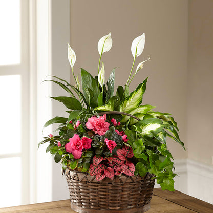 Dream in Pink Dishgarden –  All City Florist Inc, Melbourne FL