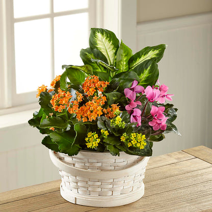 Color Crush Dishgarden –  All City Florist Inc, Melbourne FL