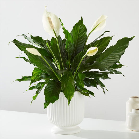 Comfort Planter –  All City Florist Inc, Melbourne FL