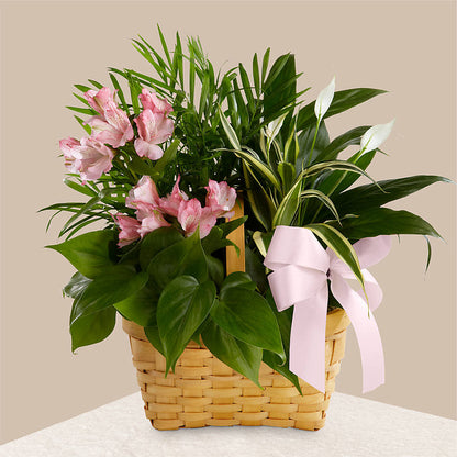 Living Spirit Dishgarden –  All City Florist Inc, Melbourne FL