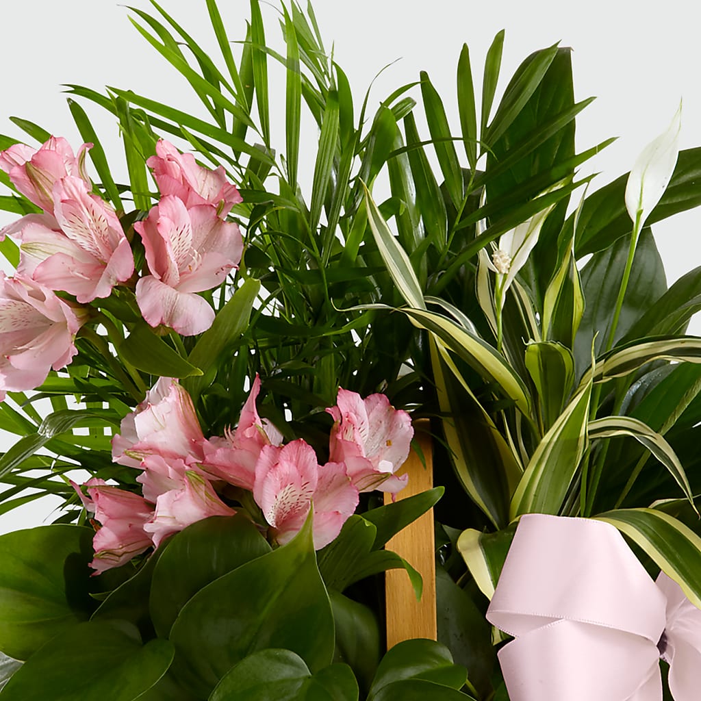 Living Spirit Dishgarden –  All City Florist Inc, Melbourne FL