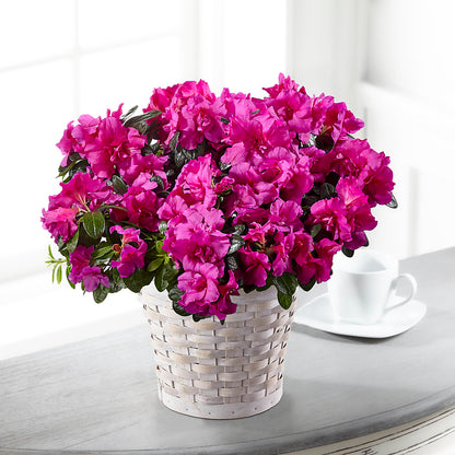 Hope & Serenity Azalea Plant –  All City Florist Inc, Melbourne FL