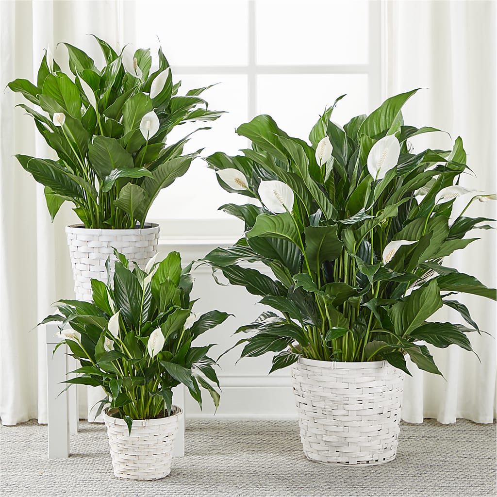 A New Leaf Peace Lily –  All City Florist Inc, Melbourne FL