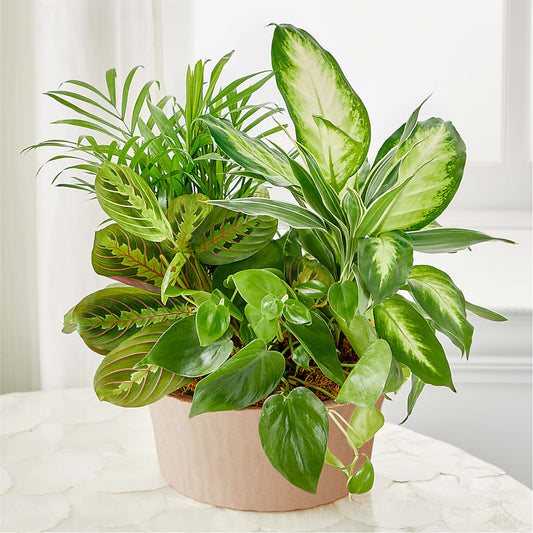 Balance & Harmony Dishgarden –  All City Florist Inc, Melbourne FL