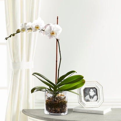 White Orchid Planter –  All City Florist Inc, Melbourne FL