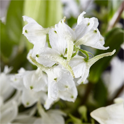 Classic Ivory – A Florist Original –  All City Florist Inc, Melbourne FL